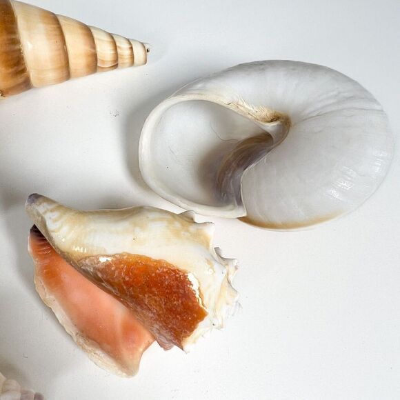 Lot of 10 Sea Shells - Various shapes and sizes - Picture 10 of 12
